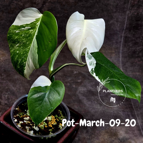 Rare Variegated Monstera Albo – Large Form White Monstera Borsigiana (Exact Plant)