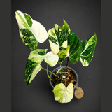 Philodendron Gloriosum Tricolor Variegated (Sep-2-7)
