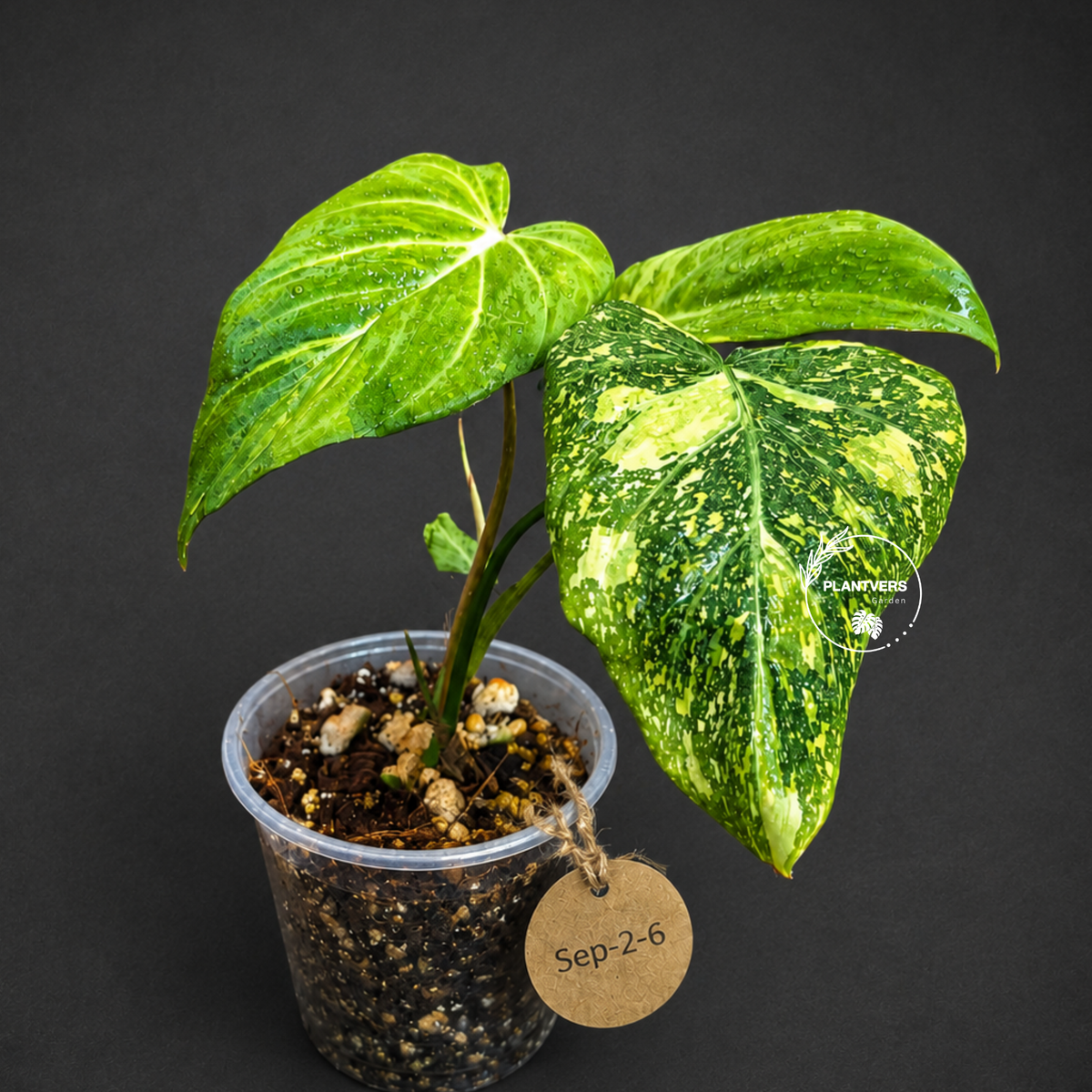 Philodendron Gloriosum Tricolor Variegated (Sep-2-6)