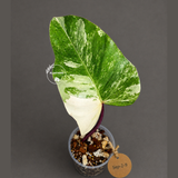 Rare Philodendron Strawberry Shake Variegated (Sep-2-9)