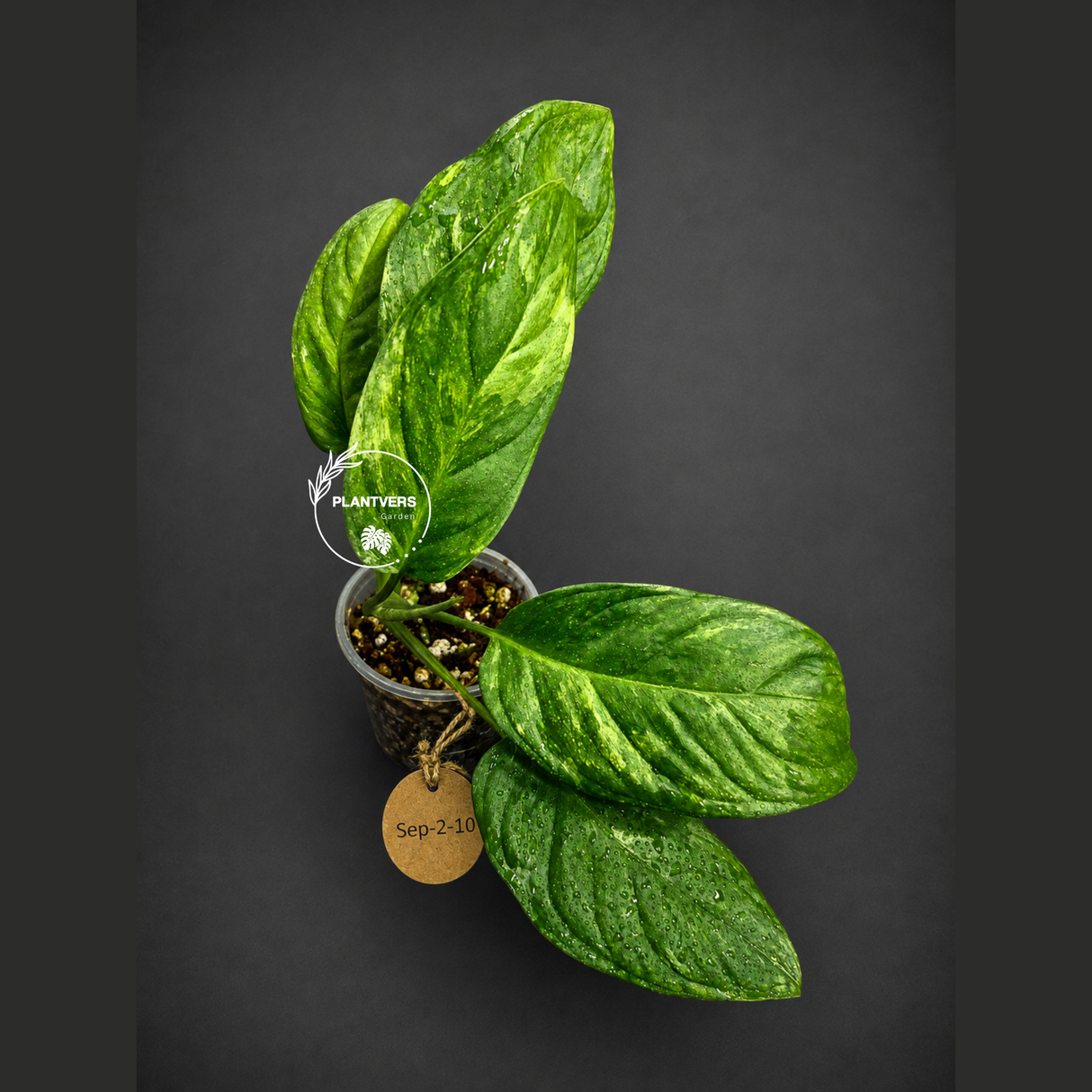 Obliqua Mayuna - Rare Tropical Collectors Plant (Sep-2-10)