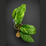 Obliqua Mayuna - Rare Tropical Collectors Plant (Sep-2-10)