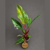 Rare Philodendron Strawberry Shake Variegated (Sep-2-11)
