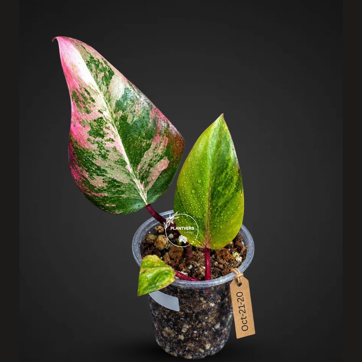 Rare Philodendron Strawberry Shake Variegated (Oct-21-20)
