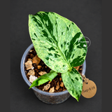 Monstera Bulbasaur Variegated - Mint Green Exact Plant - (Sep-8-16)