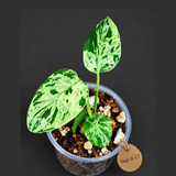 Monstera Bulbasaur Variegated - Mint Green Exact Plant - (Sep-8-17)