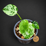 Monstera Bulbasaur Variegated - Mint Green Exact Plant - (Sep-8-18)