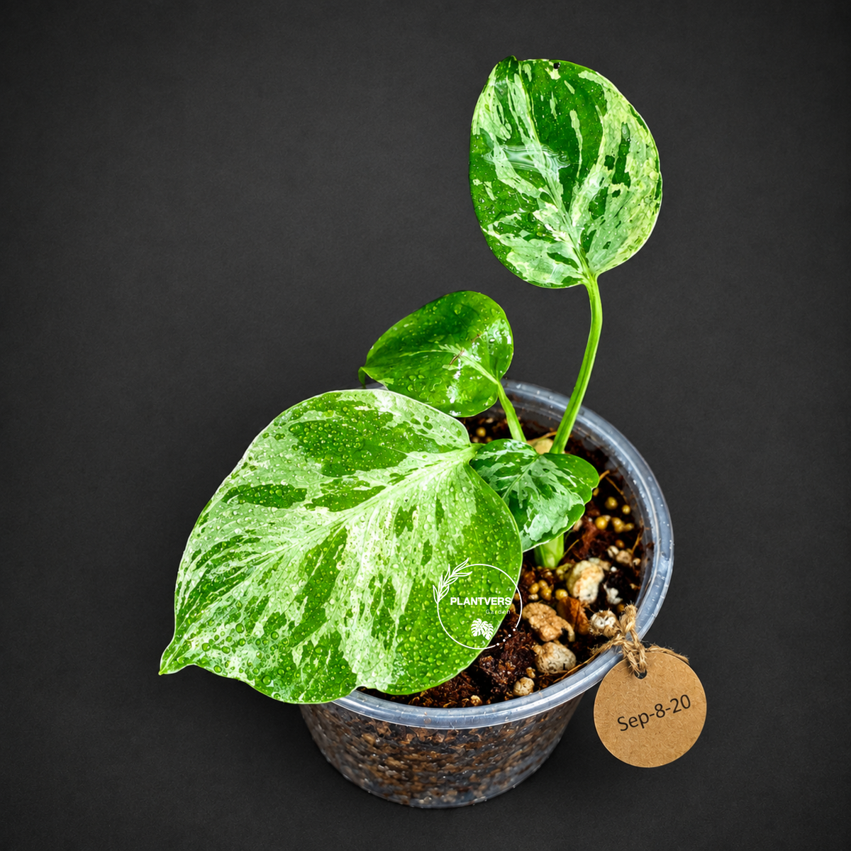 Monstera Bulbasaur Variegated - Mint Green Exact Plant - (Sep-8-20)