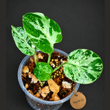 Monstera Bulbasaur Variegated - Mint Green Exact Plant - (Sep-8-21)