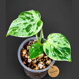Monstera Bulbasaur Variegated - Mint Green Exact Plant - (Sep-8-22)