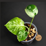 Monstera Bulbasaur Variegated - Mint Green Exact Plant - (Sep-8-24)