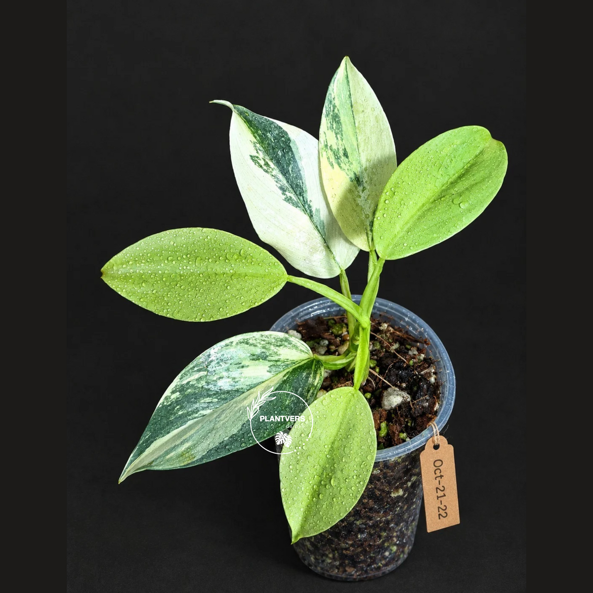 Variegated Silver Sword Philodendron Exact plant - (Oct-21-22)