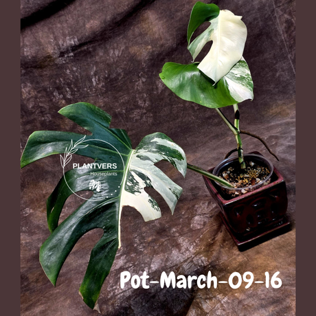 Rare Variegated Monstera Albo – Large Form White Monstera Borsigiana (Exact Plant)