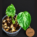 Monstera Bulbasaur Variegated - Mint Green Exact Plant - (Sep-8-25)