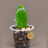 Variegated ZZ Gold Live Plant - EXACT Zamioculcas Zamiifolia (Sep-9-11)