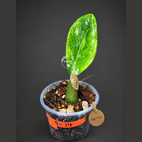 Variegated ZZ Gold Live Plant - EXACT Zamioculcas Zamiifolia (Sep-9-14)