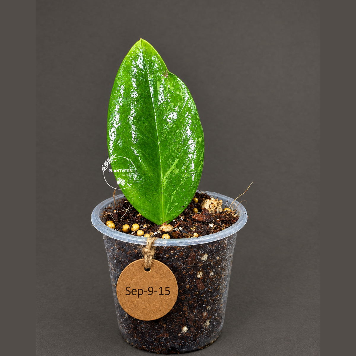 Variegated ZZ Gold Live Plant - EXACT Zamioculcas Zamiifolia (Sep-9-15)