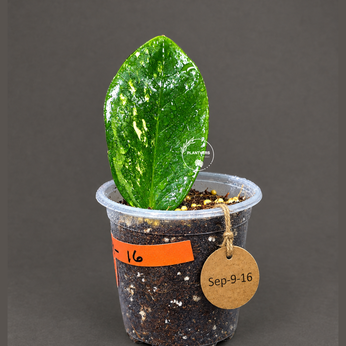 Variegated ZZ Gold Live Plant - EXACT Zamioculcas Zamiifolia (Sep-9-16)
