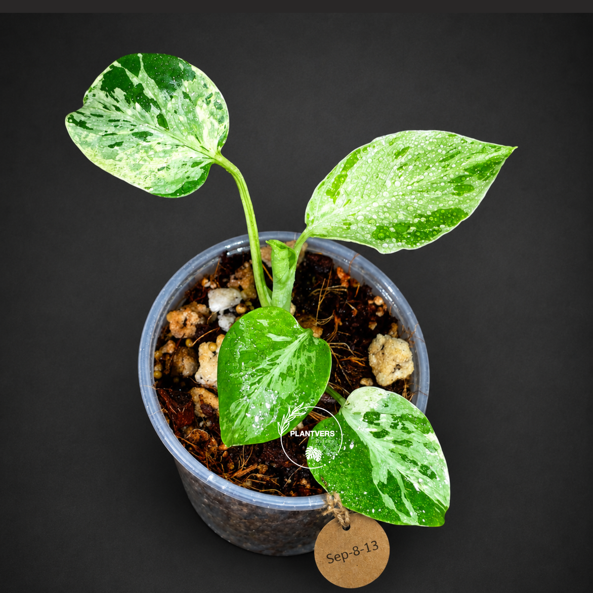 Monstera Bulbasaur Variegated - Mint Green Exact Plant - (Sep-8-13)