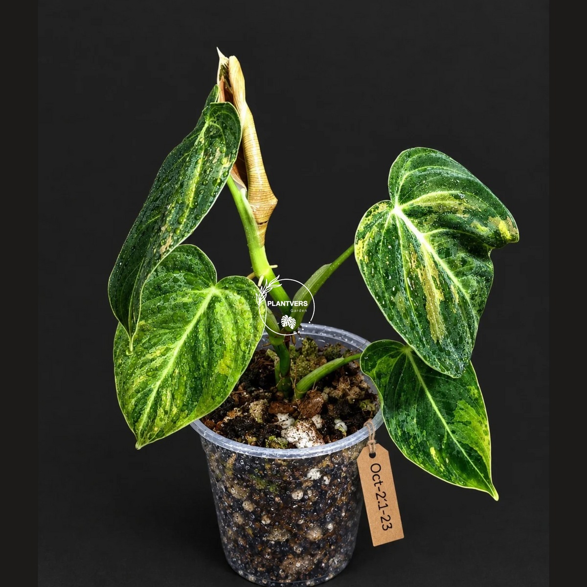 Philodendron Melanochrysum Variegated (Oct-21-23)