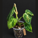 Philodendron Melanochrysum Variegated (Oct-21-23)