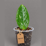 Variegated ZZ Gold Live Plant - EXACT Zamioculcas Zamiifolia (Sep-9-21)