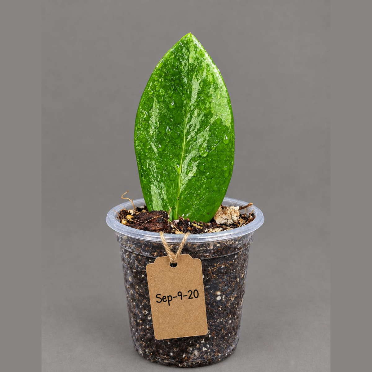 Variegated ZZ Gold Live Plant - EXACT Zamioculcas Zamiifolia (Sep-9-20)