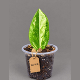 Variegated ZZ Gold Live Plant - EXACT Zamioculcas Zamiifolia (Sep-9-18)
