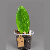 Variegated ZZ Gold Live Plant - EXACT Zamioculcas Zamiifolia (Sep-9-19)