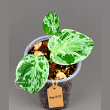Monstera Bulbasaur Variegated - Mint Green Exact Plant - (Sep-8-15)