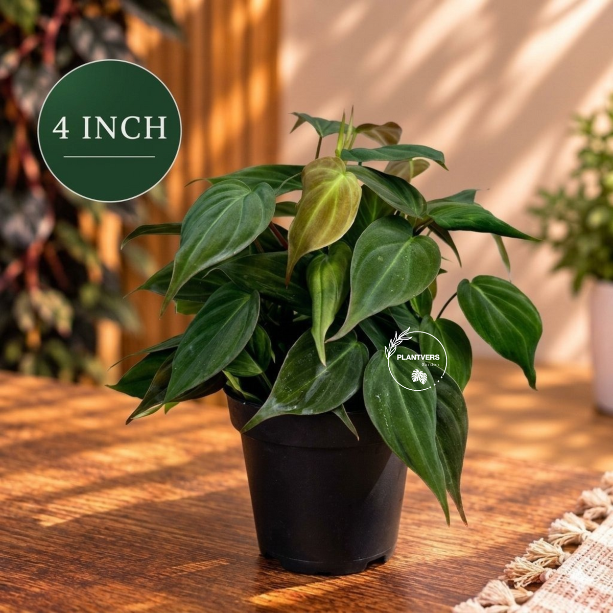 Philodendron Micans - Velvet Leaf - Indoor & Outdoor Live Tropical House plant - Live Plant - Multiple Sizes