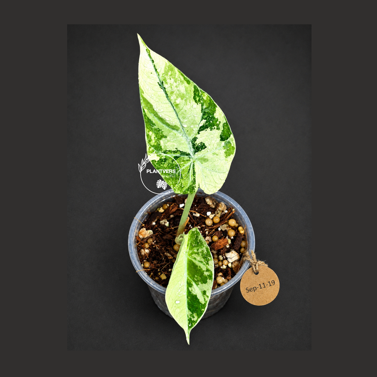 Alocasia Reginula Black Velvet Pink Variegated - (Sep-11-19)