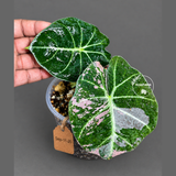 Alocasia Reginula Black Velvet Pink Variegated - (Sep-11-20)