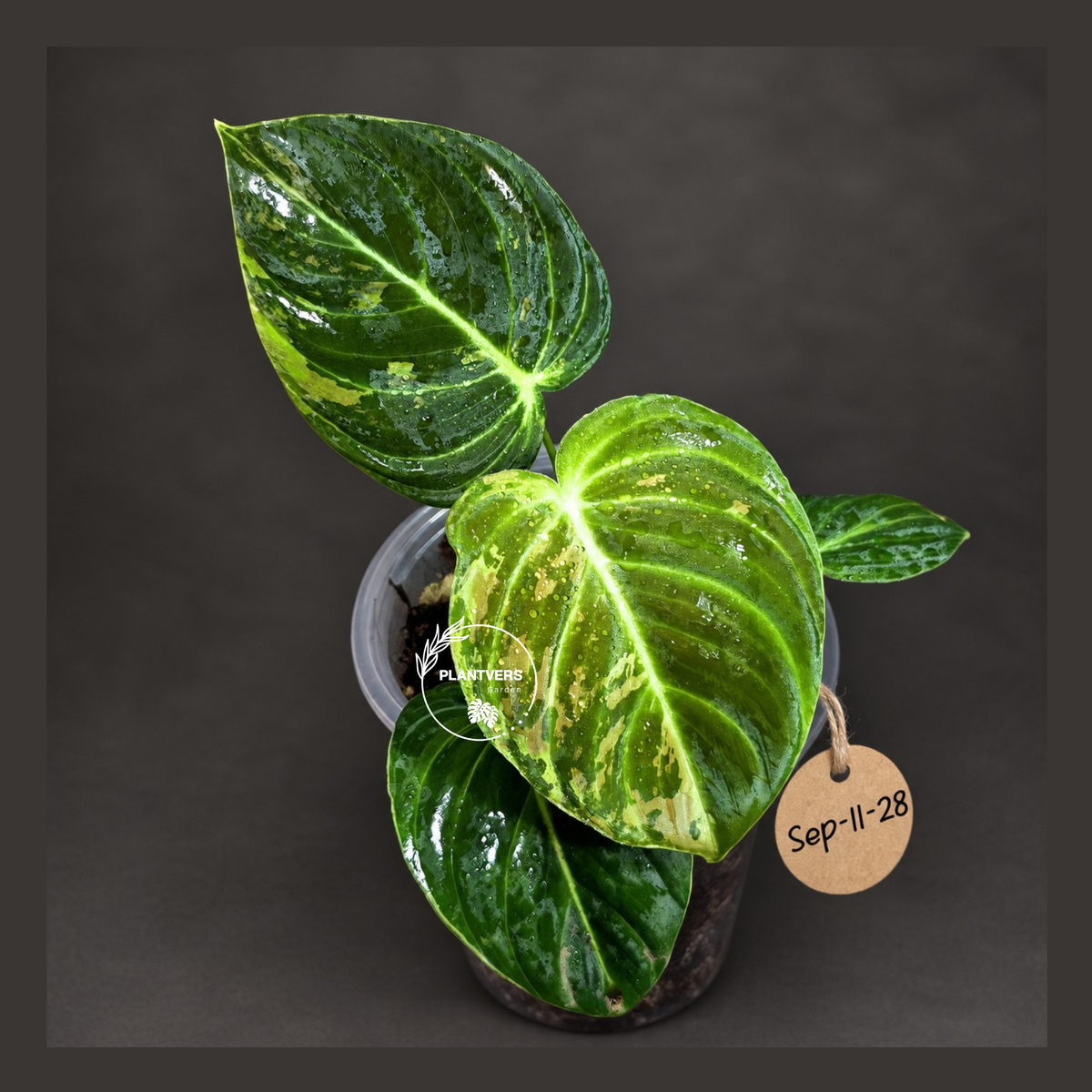 Philodendron Melanochrysum Variegated Live Plant - Rare Velvet Leaf Philodendron - Exact Same Plant - US Seller