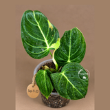 Variegated Philodendron Melanochrysum Live Plant (Sep-11-23)