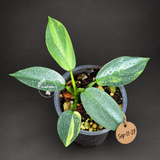 Variegated Silver sword Philodendron EXACT Plant - (Sep-11-27)