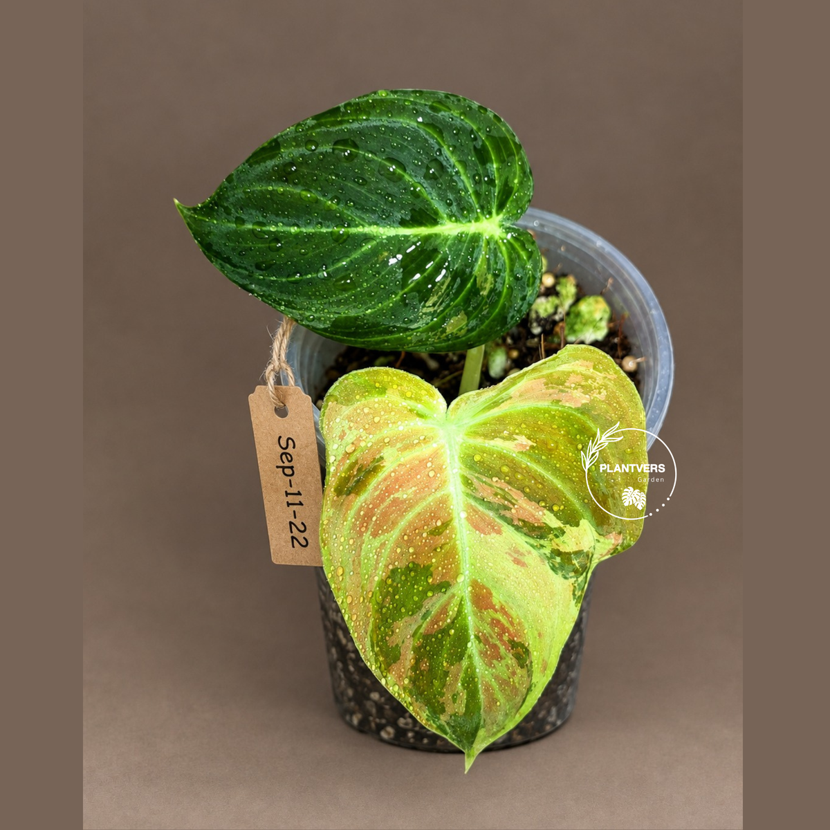 Philodendron Orange Melanochrysum Variegated - (Sep-11-22)