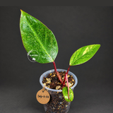 Rare Philodendron Strawberry Shake Variegated (Sep-11-33)