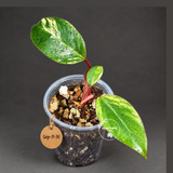 Rare Philodendron Strawberry Shake Variegated (Sep-11-30)
