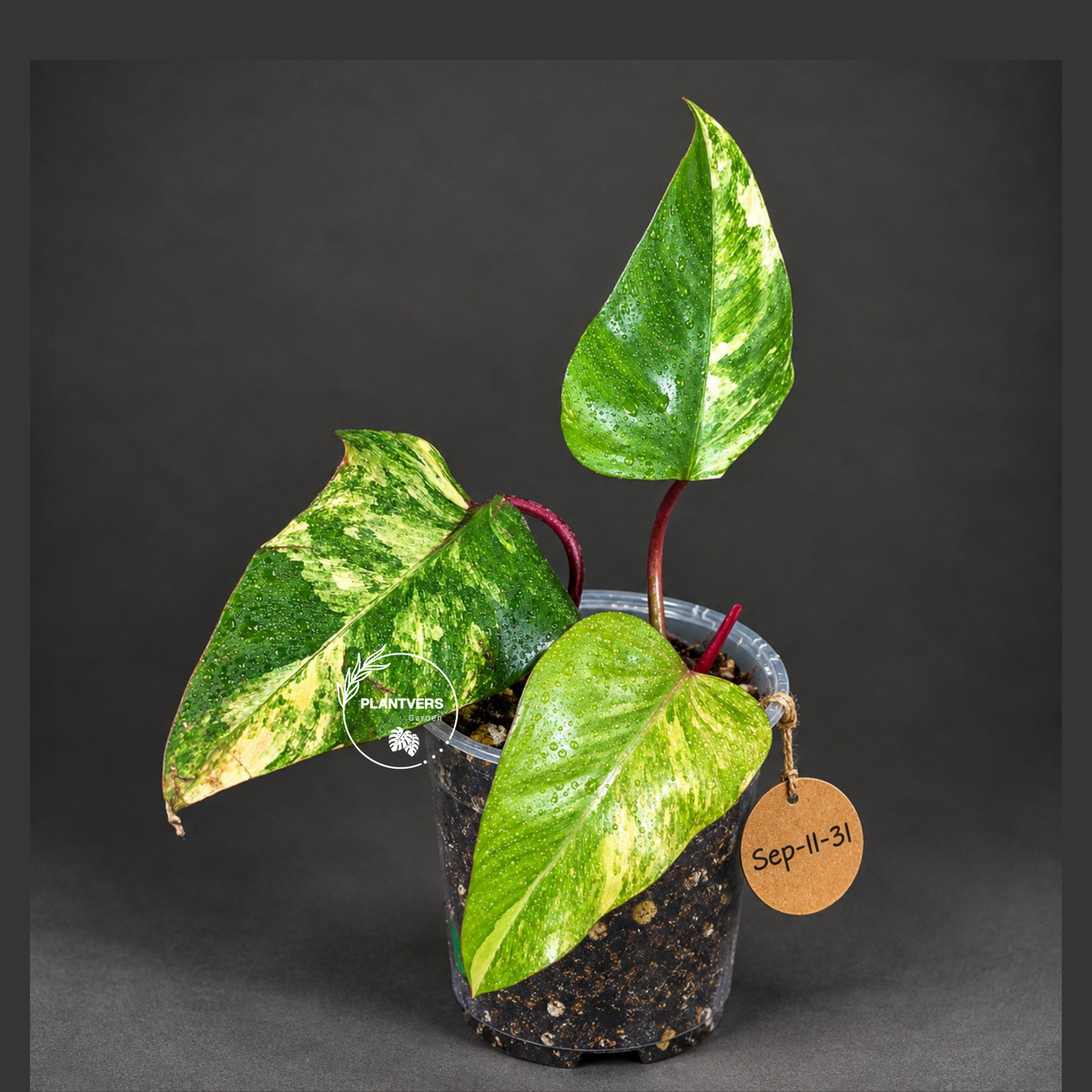 Rare Philodendron Strawberry Shake Variegated (Sep-11-31)