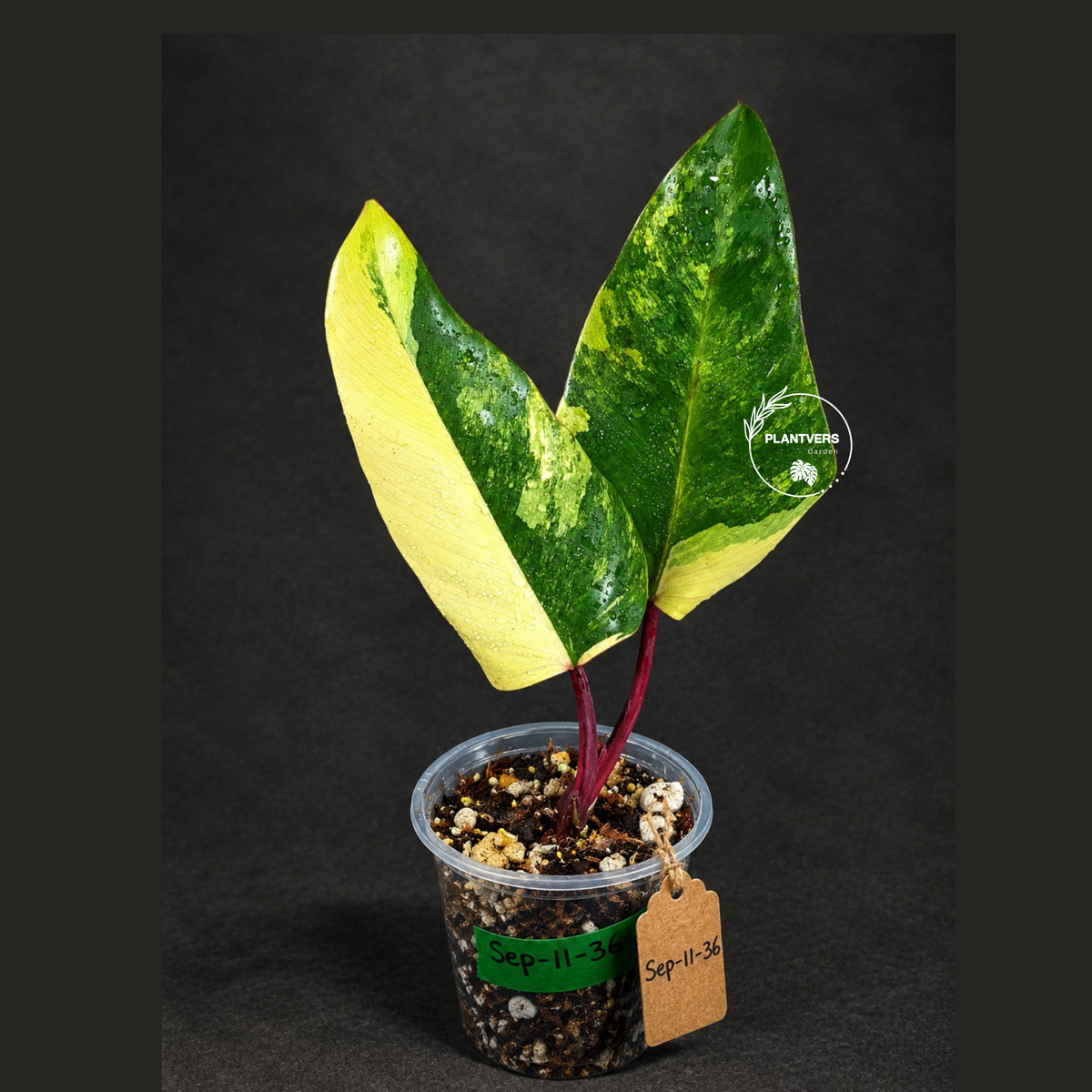 Rare Philodendron Strawberry Shake Variegated (Sep-11-36)