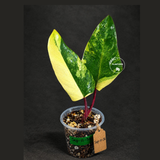 Rare Philodendron Strawberry Shake Variegated (Sep-11-36)