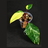 Rare Philodendron Strawberry Shake Variegated (Sep-11-35)