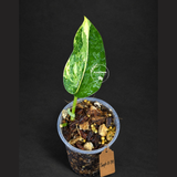 Scindapsus Jade Satin Variegated - Yellow Variegation - (Sep-11-34)