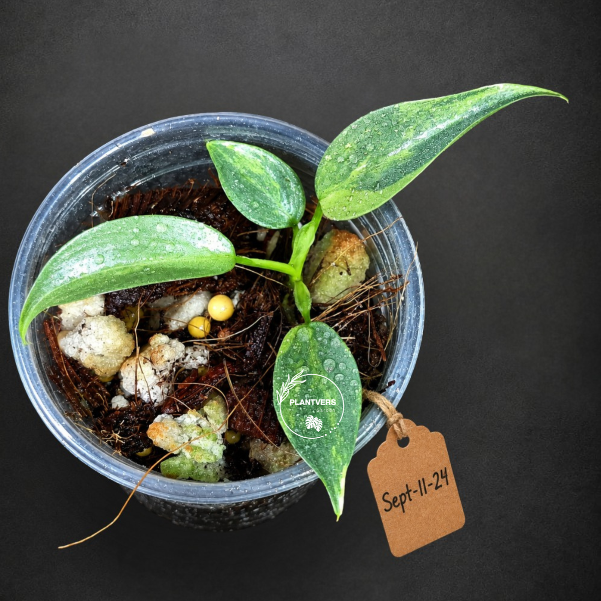 Variegated Silver sword Philodendron EXACT Plant - (Sep-11-24)