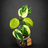 Variegated Philodendron Mican Aurea EXACT Plant - (Sep-11-26)