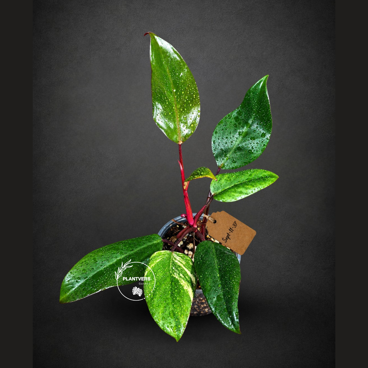Rare Philodendron Strawberry Shake Variegated (Sep-11-37)