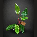 Rare Philodendron Strawberry Shake Variegated (Sep-11-37)