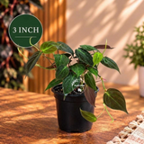 Philodendron Micans - Velvet Leaf - Indoor & Outdoor Live Tropical House plant - Live Plant - Multiple Sizes