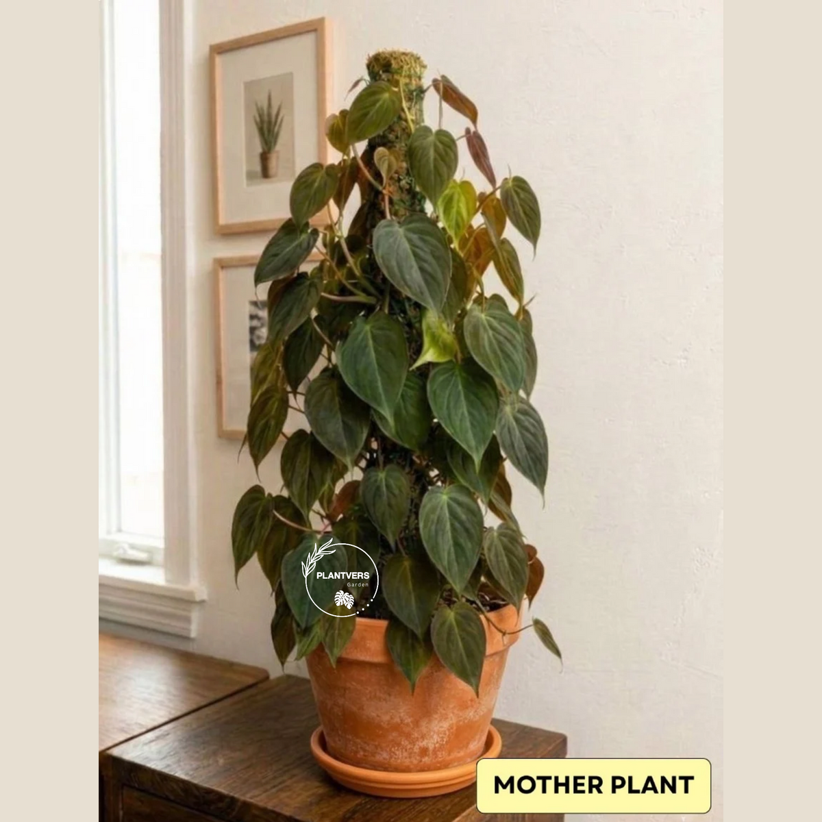 Philodendron Micans - Velvet Leaf - Indoor & Outdoor Live Tropical House plant - Live Plant - Multiple Sizes